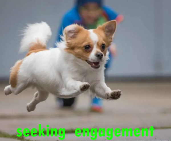 dog flying seeking engagement